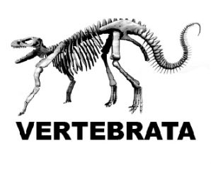 VERTEBRATA SUMINISTROS ZOOLÓGICOS, INVESTIGACIÓN  Y ASESORÍAS