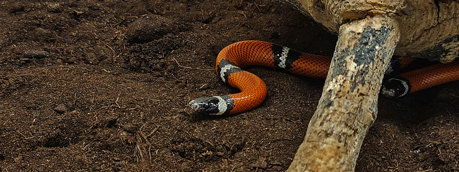 VERTEBRATA SUMINISTROS ZOOLÓGICOS, INVESTIGACIÓN  Y ASESORÍAS
